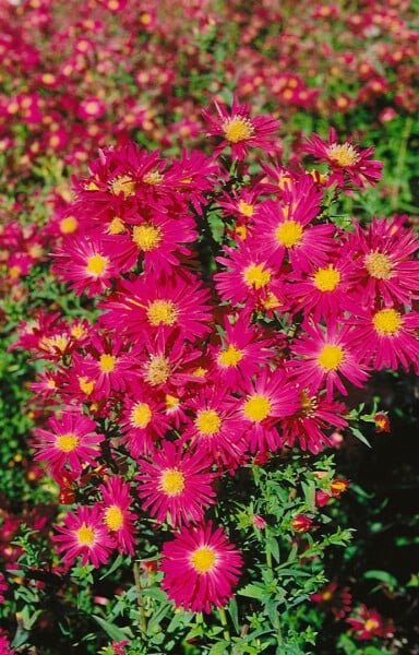 Aster novi-belgii Crimson Brocade 9 cm Topf - Größe nach Saison