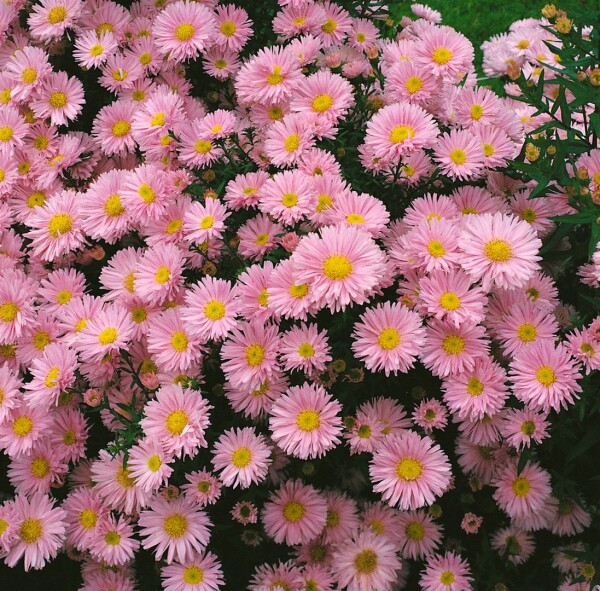 Aster novi-belgii Patricia Ballard 9 cm Topf - Größe nach Saison