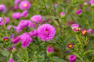 Aster novi-belgii Patricia Ballard 9 cm Topf - Größe nach Saison