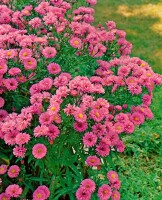 Aster novi-belgii Patricia Ballard 9 cm Topf - Größe nach Saison