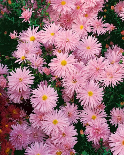 Aster novi-belgii Rosaperle 9 cm Topf - Größe nach Saison