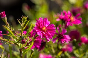 Aster novi-belgii Royal Ruby 11 cm Topf - Größe nach Saison