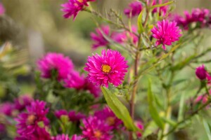 Aster novi-belgii Royal Ruby 11 cm Topf - Größe nach Saison