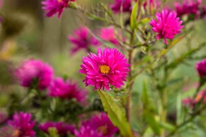 Aster novi-belgii Royal Ruby 11 cm Topf - Größe nach Saison