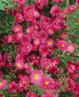 Aster novi-belgii Royal Ruby 11 cm Topf - Größe nach Saison