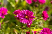 Aster novi-belgii Royal Ruby 11 cm Topf - Größe nach Saison