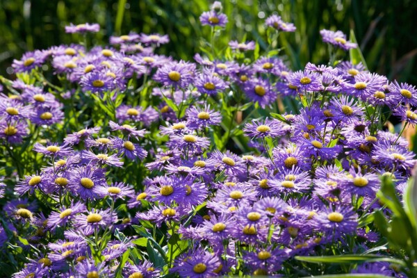 Aster novi-belgii Sailor Boy 11 cm Topf - Größe nach Saison