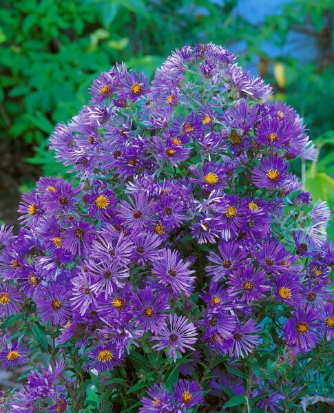 Aster novi-belgii Sarah Ballard 9 cm Topf - Größe nach Saison