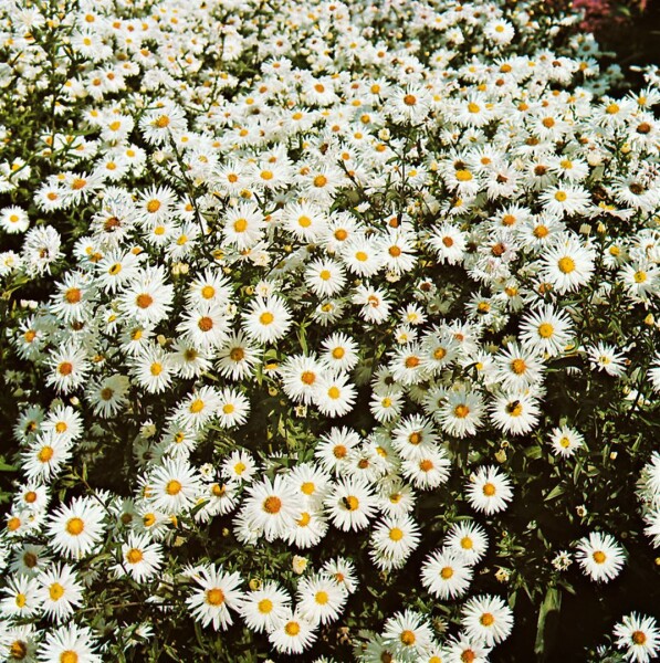 Aster novi-belgii Schneeberg 9 cm Topf - Größe nach Saison