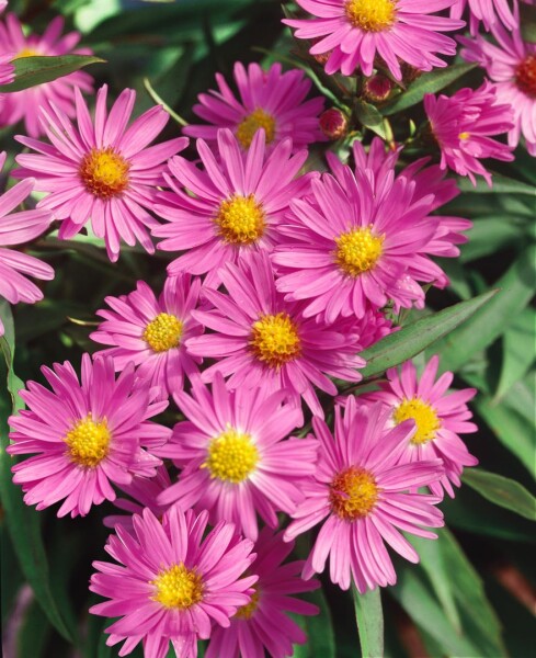 Aster novi-belgii Terrys Pride 9 cm Topf - Größe nach Saison