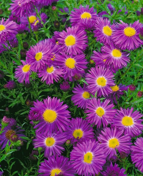 Aster novi-belgii Violetta 11 cm Topf - Größe nach Saison