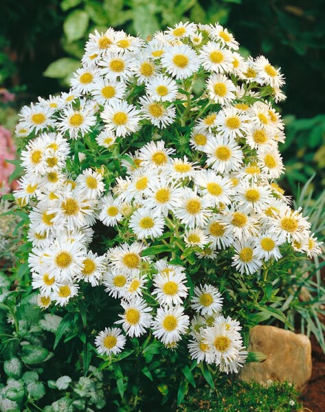 Aster novi-belgii White Ladies 11 cm Topf - Größe nach Saison