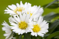 Aster novi-belgii White Ladies 11 cm Topf - Größe nach Saison