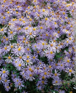 Aster pyrenaeus Lutetia 9 cm Topf - Größe nach Saison