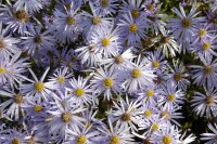 Aster pyrenaeus Lutetia 9 cm Topf - Größe nach Saison