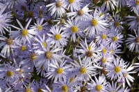 Aster pyrenaeus Lutetia 9 cm Topf - Größe nach Saison