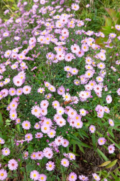 Aster vimineus Lovely 11 cm Topf - Größe nach Saison