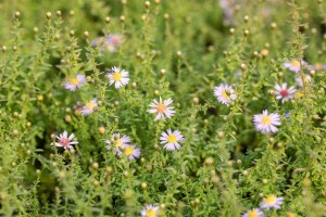 Aster vimineus Lovely 11 cm Topf - Größe nach Saison