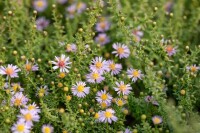 Aster vimineus Lovely 11 cm Topf - Größe nach Saison