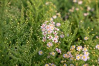 Aster vimineus Lovely 11 cm Topf - Größe nach Saison