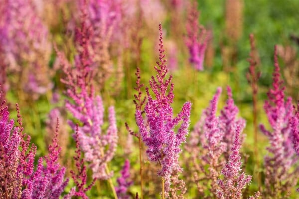 Astilbe chin.var.taquetii Purpurlanze 9 cm Topf - Größe nach Saison