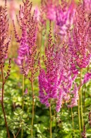 Astilbe chin.var.taquetii Purpurlanze 9 cm Topf - Größe nach Saison