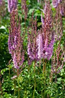 Astilbe chin.var.taquetii Purpurlanze 9 cm Topf - Größe nach Saison