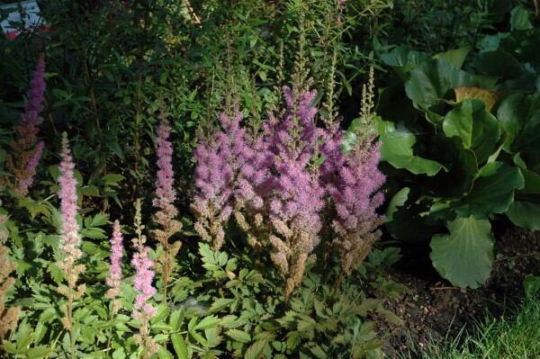 Astilbe chin.var.taquetii Superba 9 cm Topf - Größe nach Saison