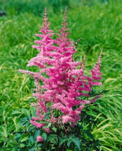 Astilbe chin.var.taquetii Superba 9 cm Topf - Größe nach Saison