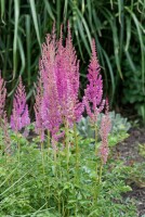 Astilbe chin.var.taquetii Superba 9 cm Topf - Größe nach Saison