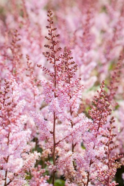 Astilbe chinensis Serenade 9 cm Topf - Größe nach Saison