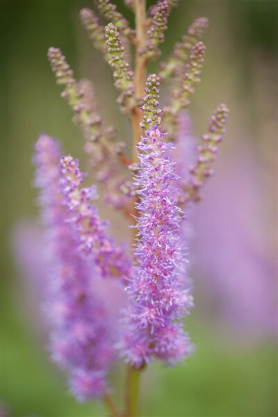 Astilbe chinensis var.pumila 9 cm Topf - Größe nach Saison