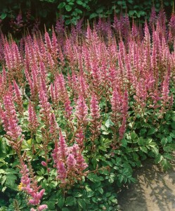 Astilbe chinensis var.pumila 9 cm Topf - Größe nach Saison