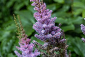 Astilbe chinensis var.pumila 9 cm Topf - Größe nach Saison