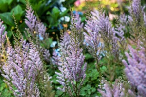 Astilbe chinensis var.pumila 9 cm Topf - Größe nach Saison