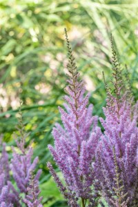 Astilbe chinensis var.pumila 9 cm Topf - Größe nach Saison