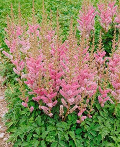 Astilbe chinensis var.pumila 9 cm Topf - Größe nach Saison