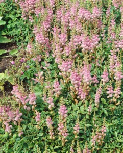 Astilbe chinensis var.pumila 9 cm Topf - Größe nach Saison