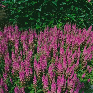 Astilbe chinensis var.pumila 9 cm Topf - Größe nach Saison