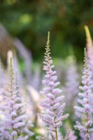 Astilbe chinensis var.pumila 9 cm Topf - Größe nach Saison