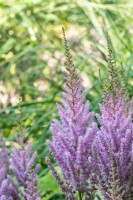 Astilbe chinensis var.pumila 9 cm Topf - Größe nach Saison