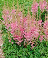 Astilbe chinensis var.pumila 9 cm Topf - Größe nach Saison