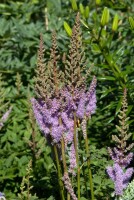 Astilbe chinensis var.pumila 9 cm Topf - Größe nach Saison