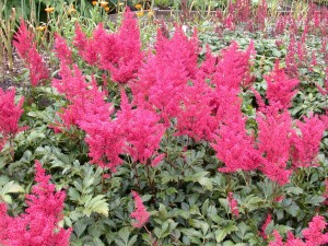 Astilbe japonica Montgomery 9 cm Topf - Größe nach Saison