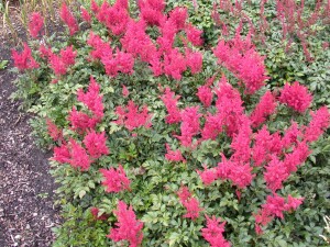 Astilbe japonica Montgomery 9 cm Topf - Größe nach Saison