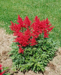 Astilbe japonica Montgomery 9 cm Topf - Größe nach Saison