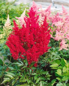 Astilbe japonica Montgomery 9 cm Topf - Größe nach Saison