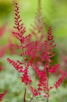 Astilbe japonica Montgomery 9 cm Topf - Größe nach Saison