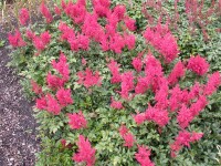 Astilbe japonica Montgomery 9 cm Topf - Größe nach Saison