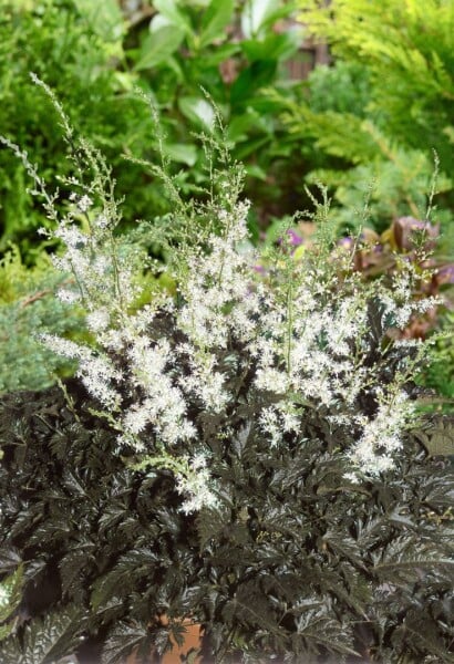 Astilbe simplicifolia Praecox Alba 9 cm Topf - Größe nach Saison